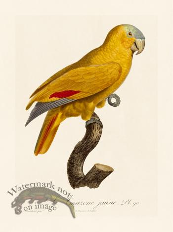 Barraband Parrot 090